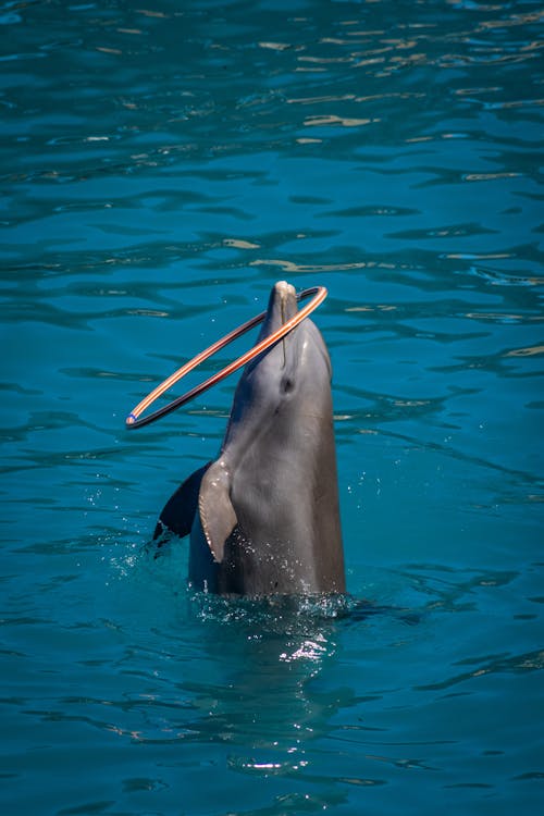 Kostenloses Stock Foto zu delphin, Hula-Hoop, natur