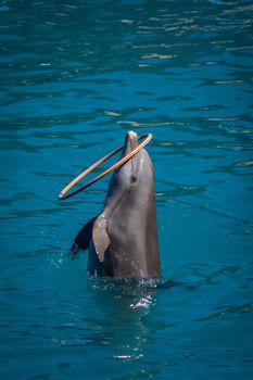 dolphin photo