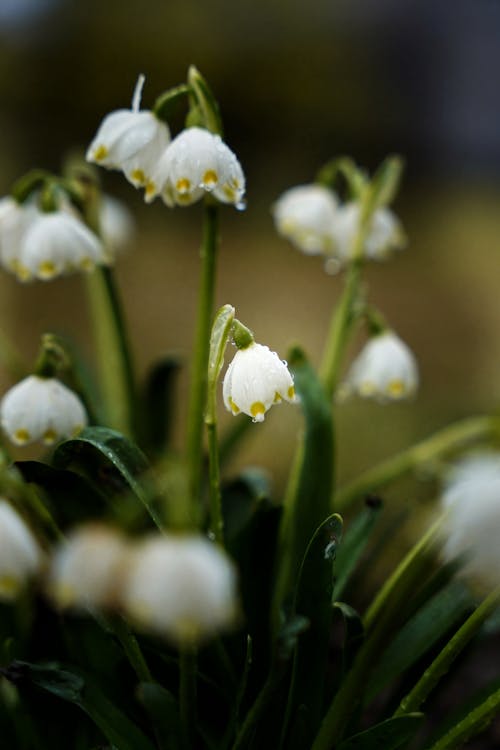 Close-up of Delicate Spring Snowflake Flowers 