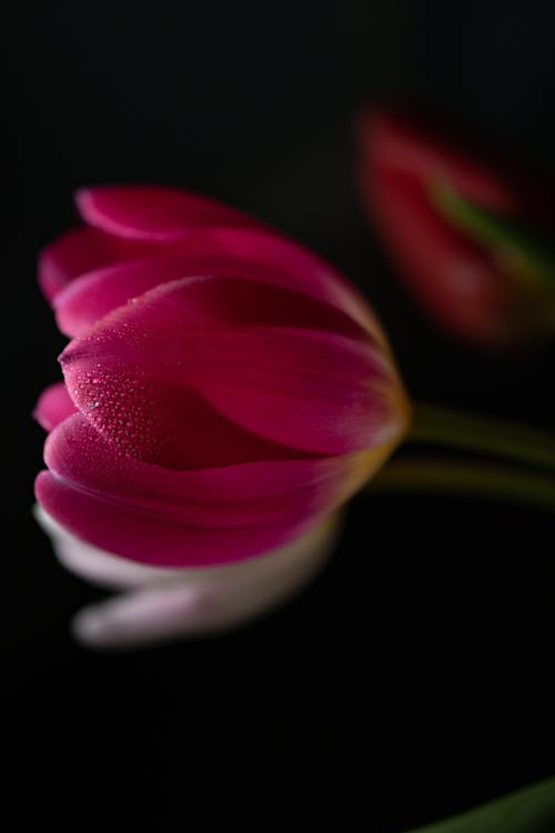 Close-up of a Bunch of Tulips 