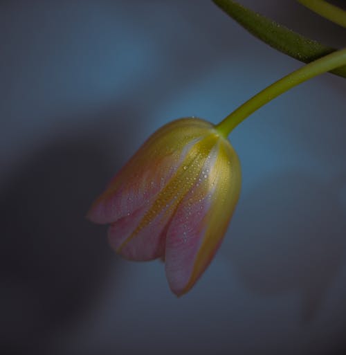 Imagine de stoc gratuită din a închide, cap de floare, delicat