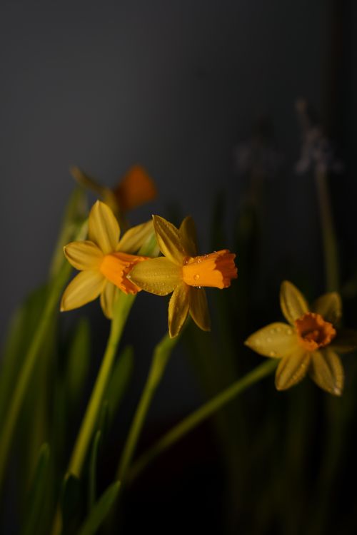 Free Vibrant yellow daffodils in bloom against a dark background, showcasing natural beauty. Stock Photo