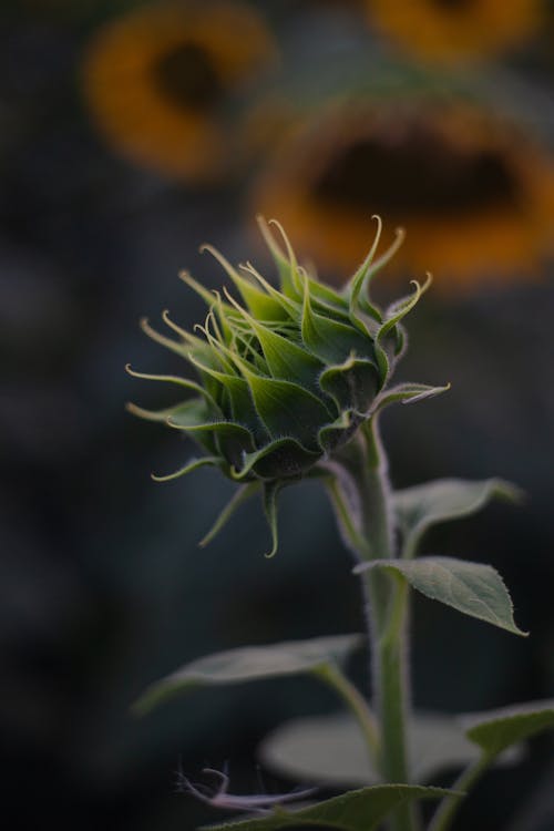Foto stok gratis alam, bunga matahari, fokus selektif