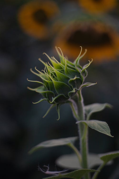 Sunflower in the garden