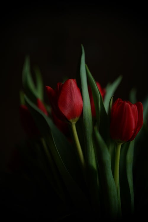 Fotobanka s bezplatnými fotkami na tému červené tulipány, čierne pozadie, flóra