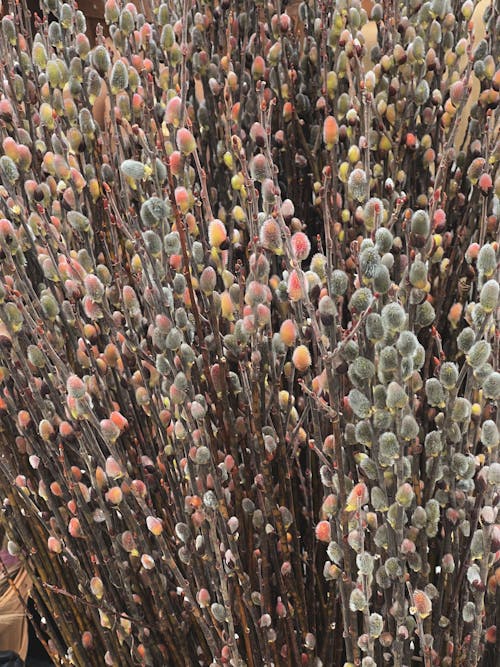 A close up of a plant with many small flowers