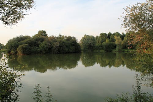 Photos gratuites de arbres, arbustes, été