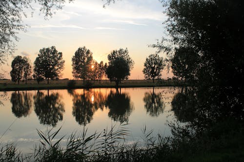 Foto d'estoc gratuïta de aigua, arbres, boira