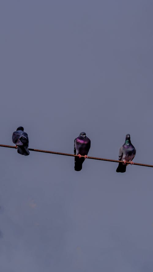 Three pigeons sitting on a wire against a cloudy sky