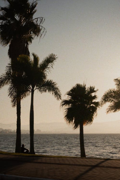 Palm trees by the water at sunset