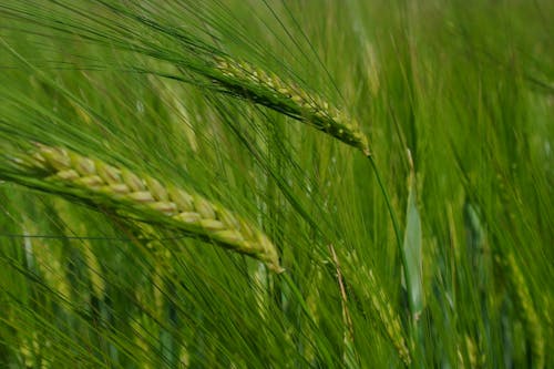 A close up of a green wheat field