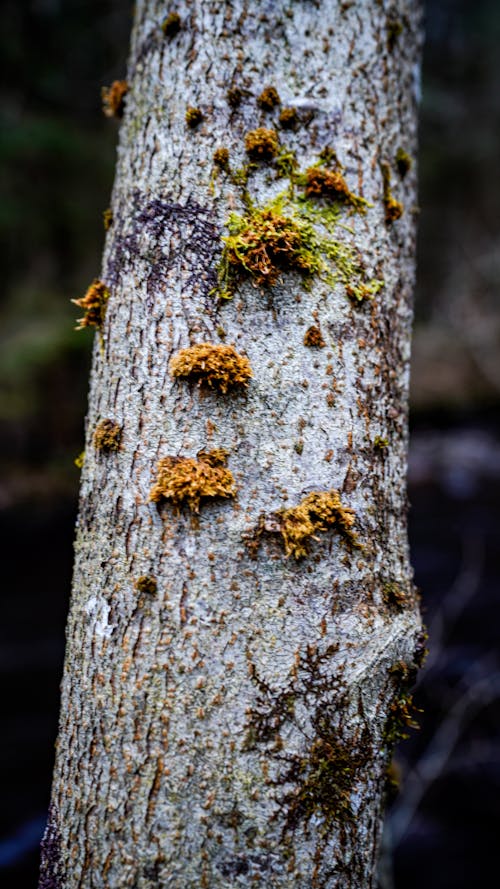 Foto d'estoc gratuïta de arbre, bolet, bolets