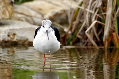 A bird standing in water with its beak out