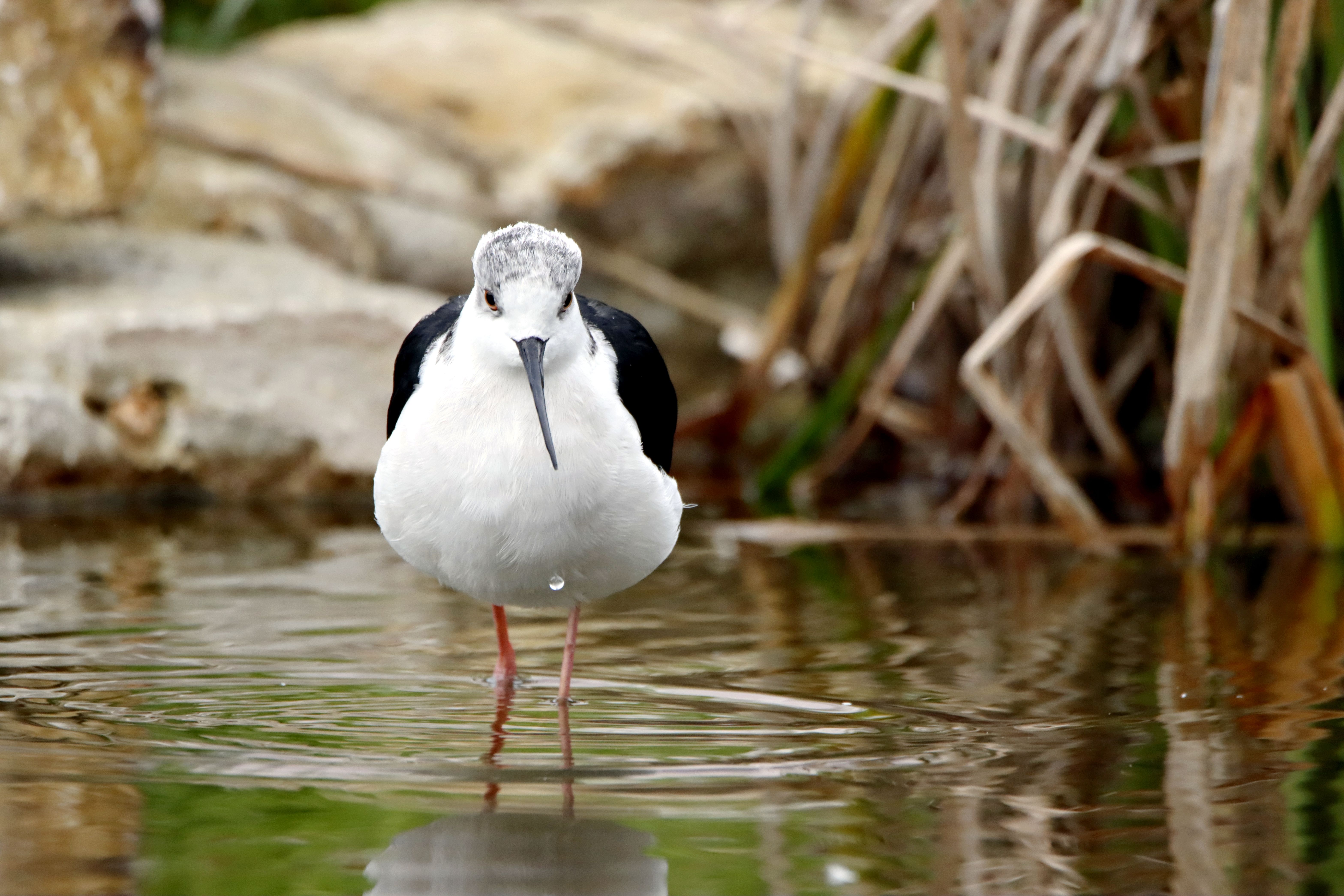 photo-gratuite-de-animal-aviaire-bassin-bec-eau-espace-ext-rieur