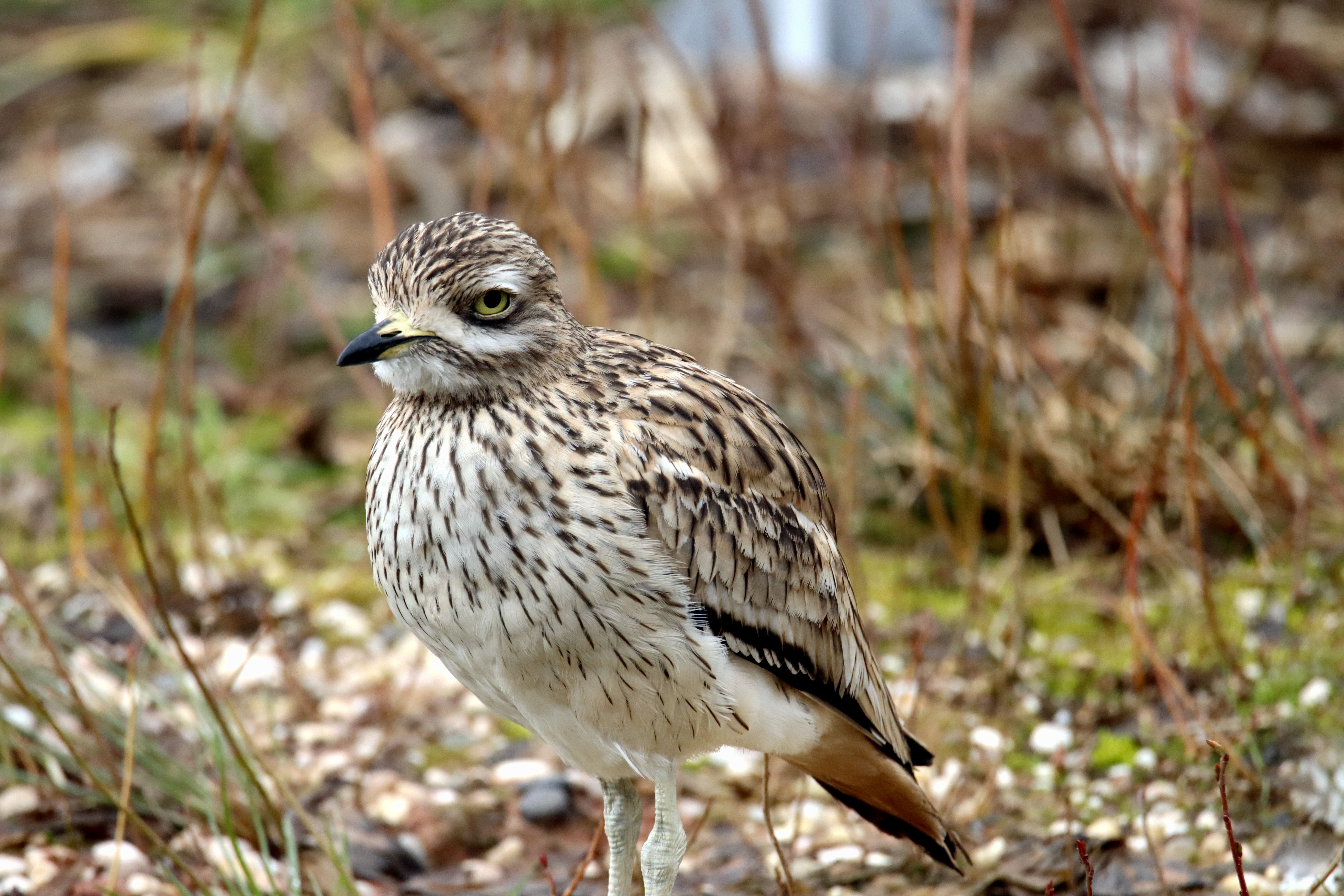 Close-up of a Eurasian Stone-Curlew in a natural setting, showcasing its detailed plumage.