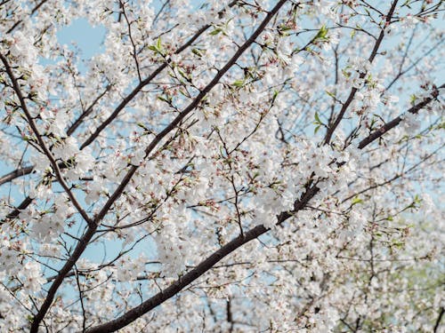 A close up of a cherry tree with white flowers