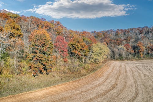 Immagine gratuita di autunno, boschi, campagna