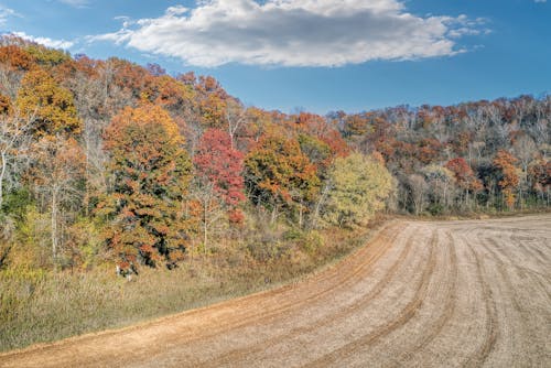 A field with trees and dirt in the fall