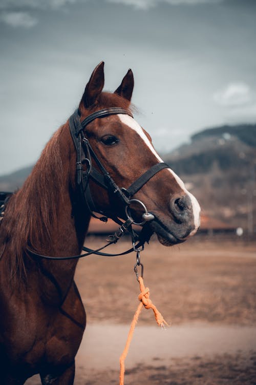 Foto profissional grátis de castanho, cavalo, criação de gado