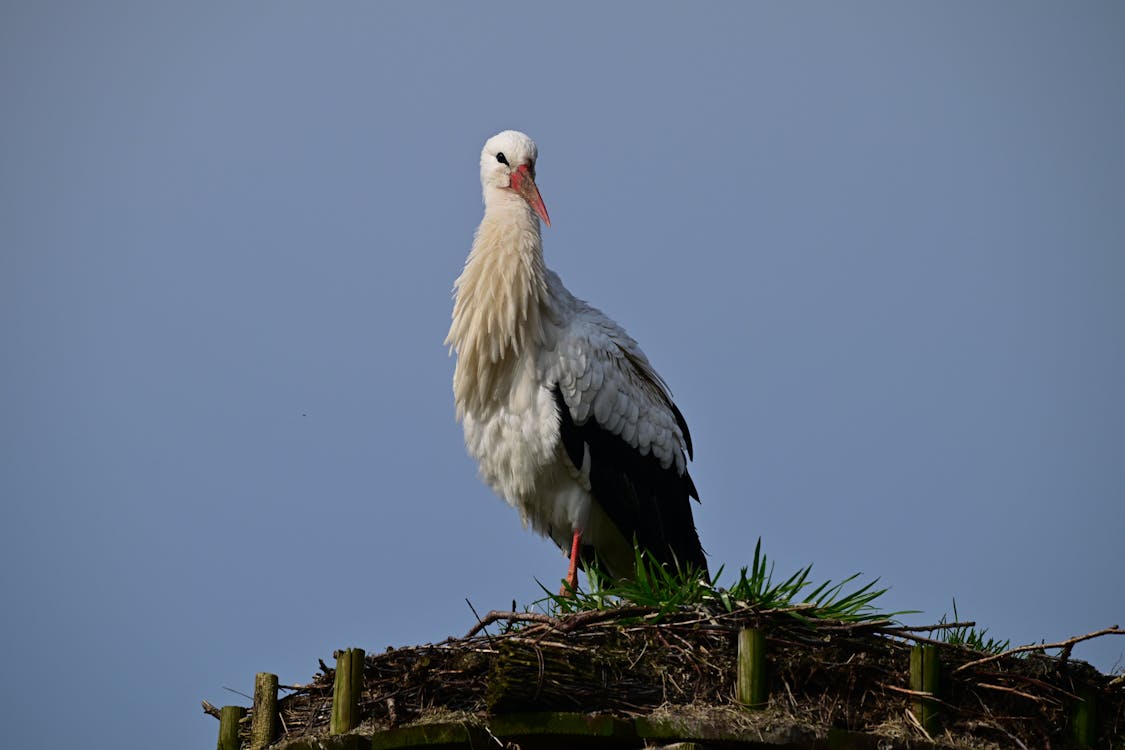 White Stork in Nest