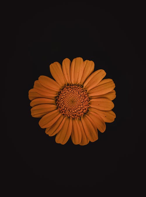 A single orange flower on a black background