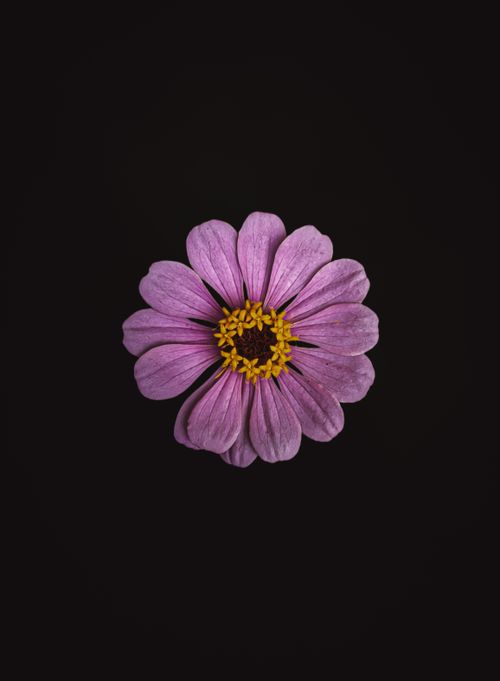 Free Close-up of a purple zinnia flower isolated on a black background, showcasing its vibrant petals. Stock Photo