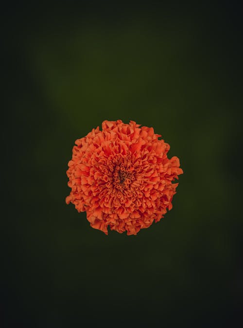 คลังภาพถ่ายฟรี ของ กลีบดอก, ดอกคาร์เนชั่น, มุมมองด้านบน