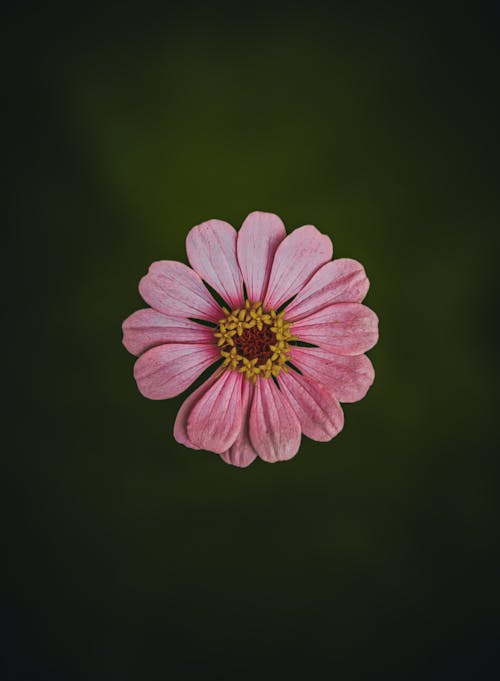꽃잎, 백일초, 분홍색의 무료 스톡 사진