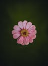 Top View of a Pink Zinnia