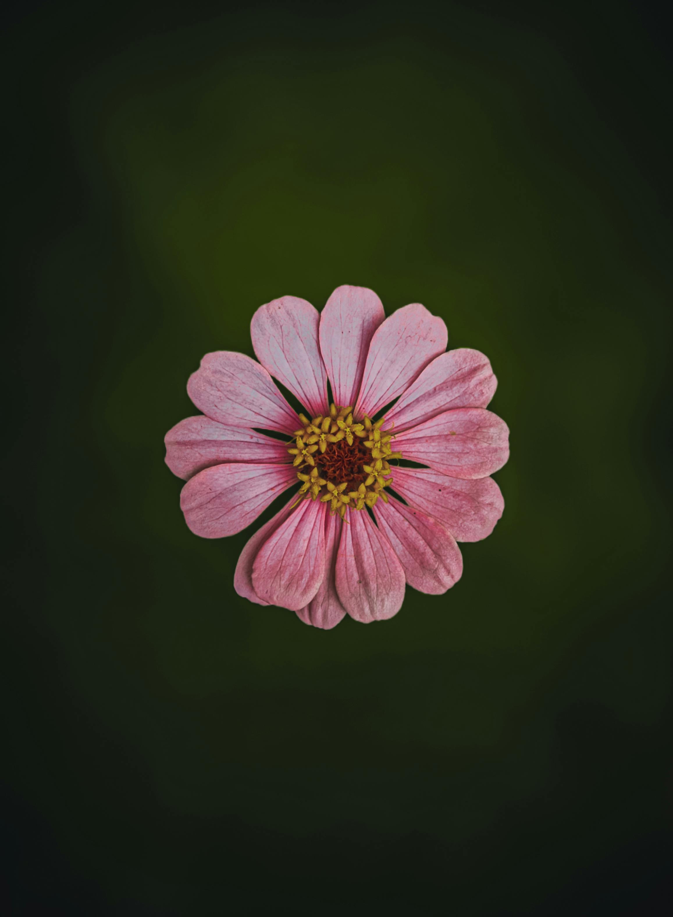 Gratis Vista Superior De Una Zinnia Rosa Foto de stock