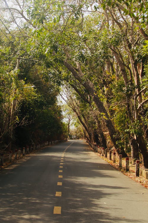 Foto profissional grátis de árvores, asfalto, estrada