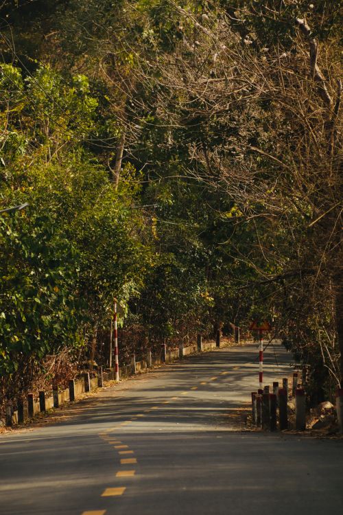 Free Peaceful curved road through a verdant forest; ideal for scenic exploration. Stock Photo