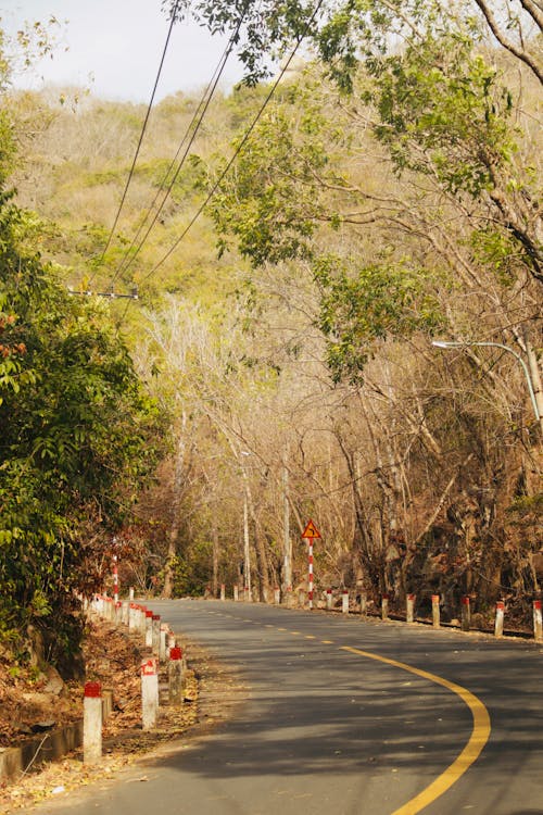 A road with trees and power lines running down it