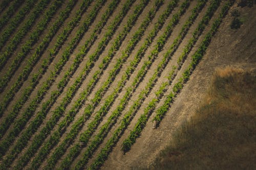 An aerial view of a vineyard field