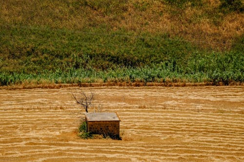 Foto profissional grátis de agricultura, área, chácara