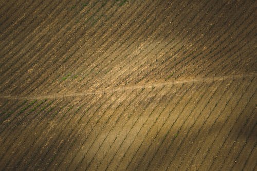 An aerial view of a field with a dirt road