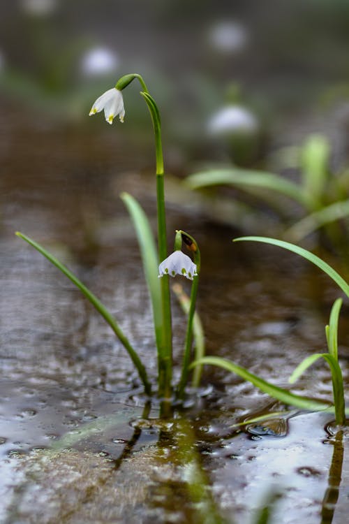 Snowdrops in the water
