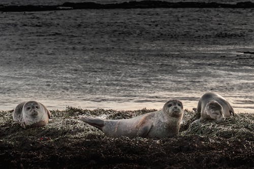 Imagine de stoc gratuită din animale, fotografie cu animale sălbatice, mare