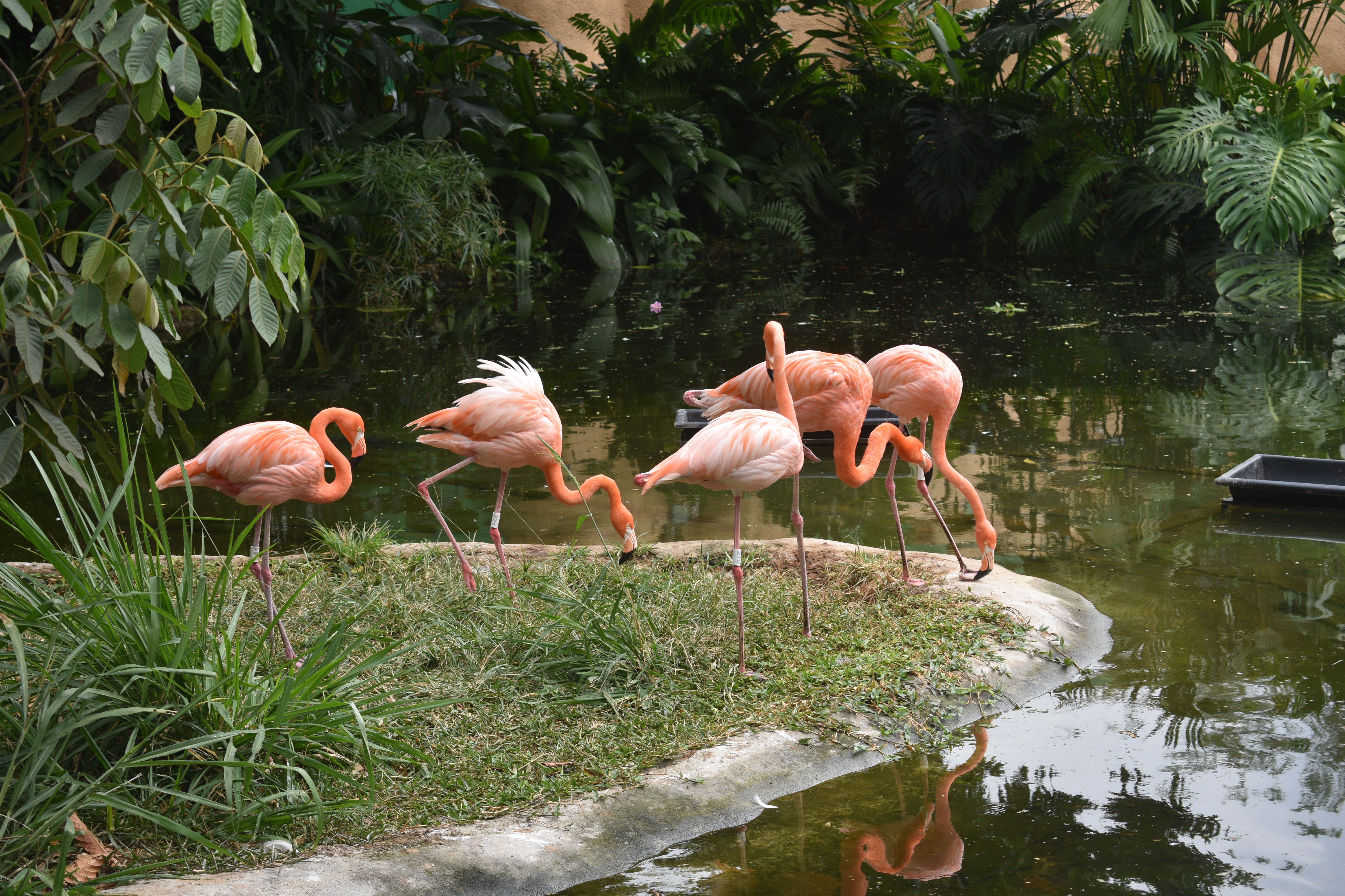 Vibrant pink flamingos by a pond surrounded by lush greenery in a zoo setting.