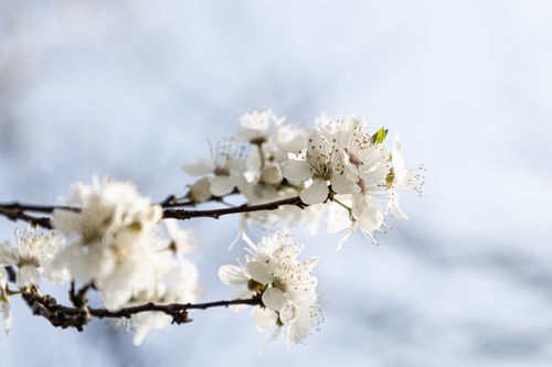 Free White blossoms in full spring bloom on a branch against a clear sky. Stock Photo