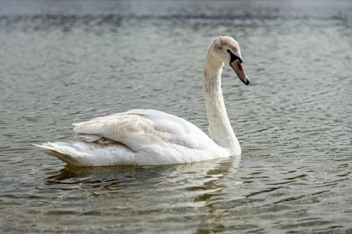 Free Elegant swan swimming peacefully on a calm lake surface, showcasing serene nature beauty. Stock Photo