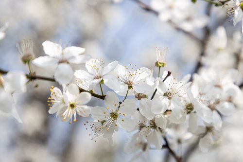 Free A detailed close-up of white cherry blossoms against a soft, blurred background. Stock Photo