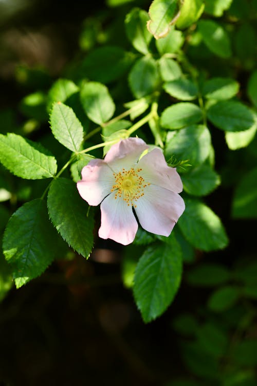 A pink rose with green leaves in the middle