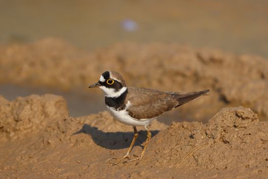 Little Ringed Plover Bird