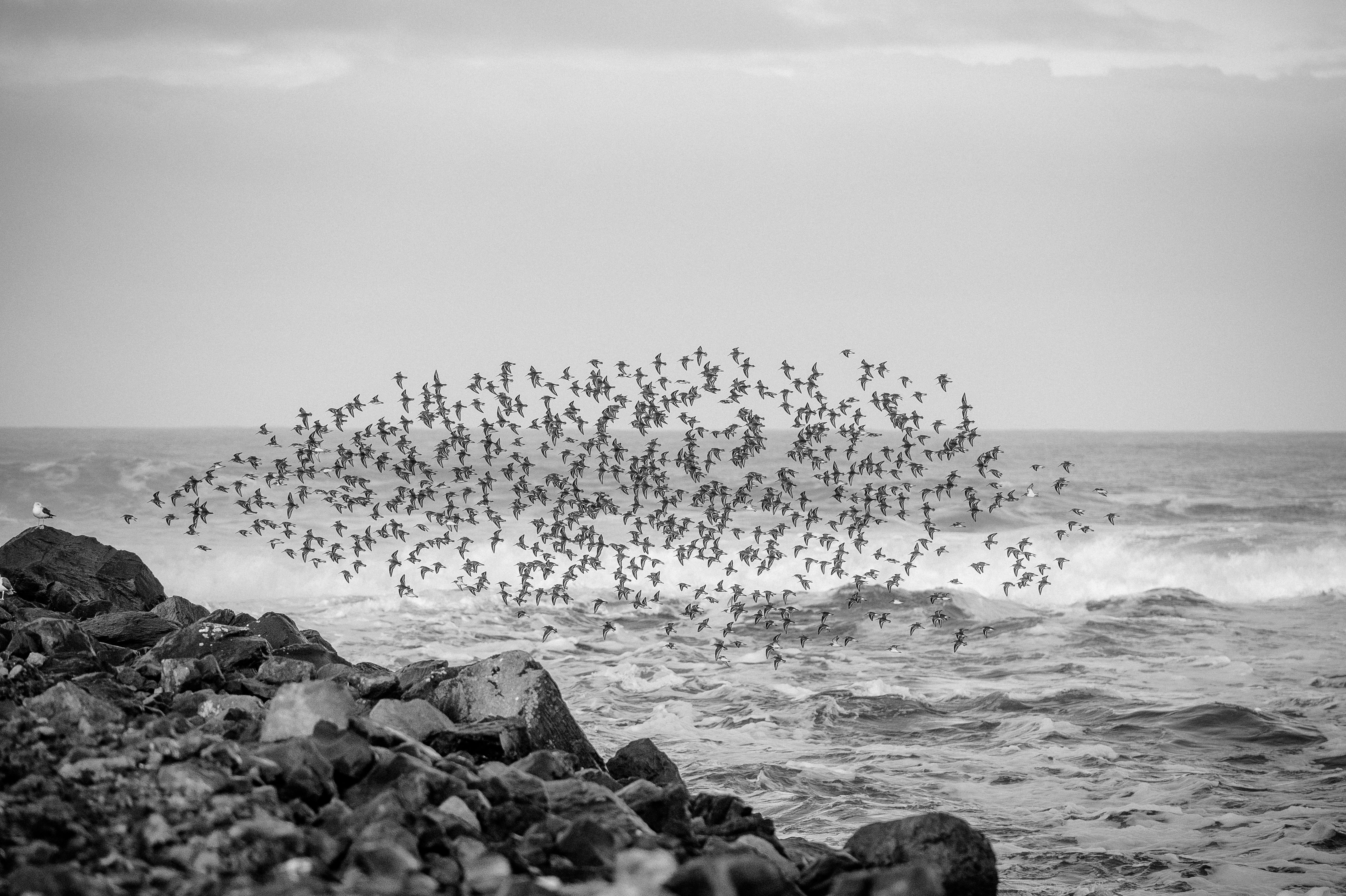 A stunning black and white photograph capturing a flock of birds flying over a rocky shore in Barview, Oregon.