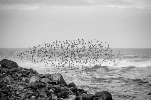 Flock of Seagulls Flying on Sea Shore in Black and White