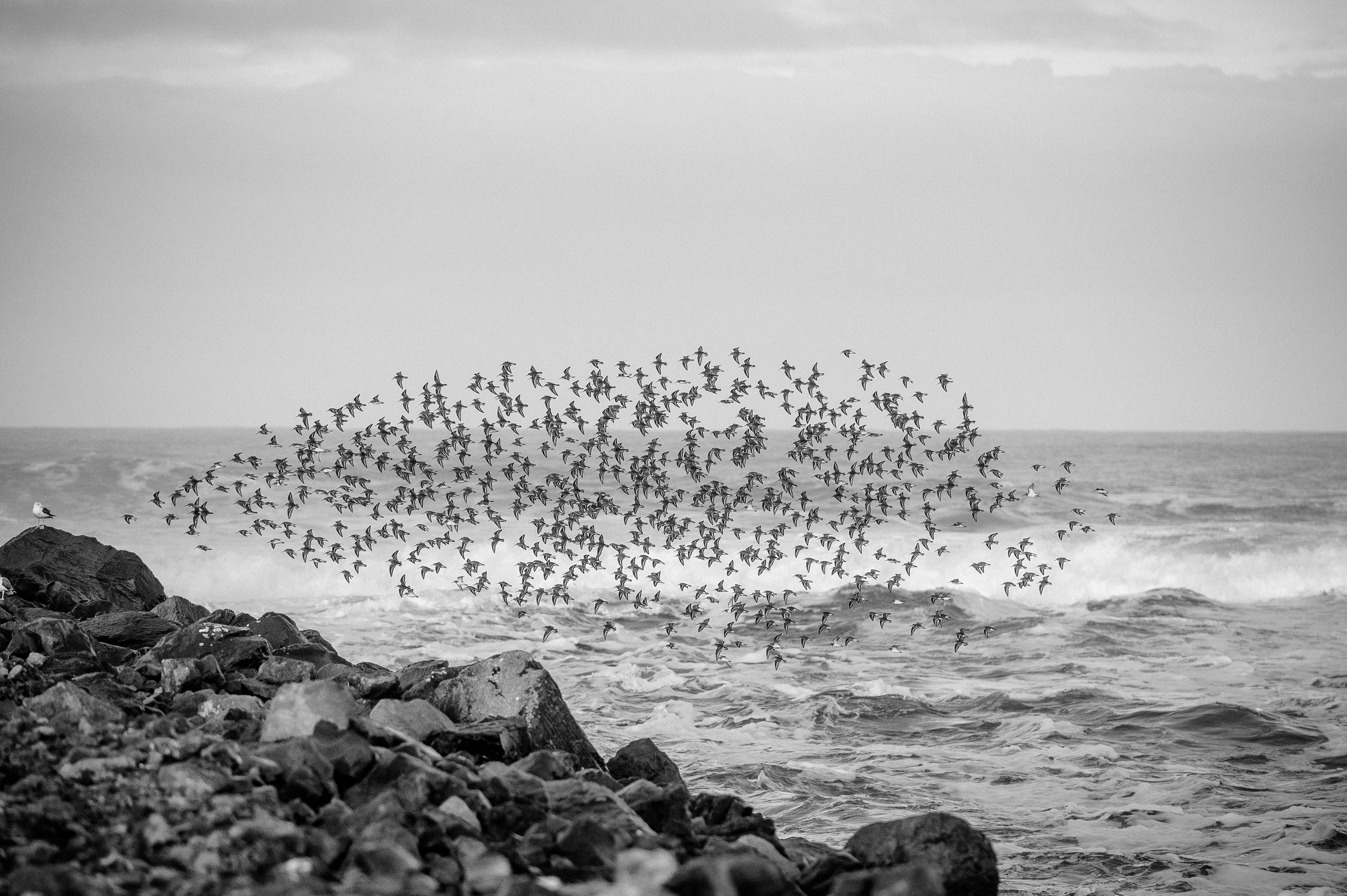 Flock of Seagulls Flying on Sea Shore in Black and White · Free Stock Photo