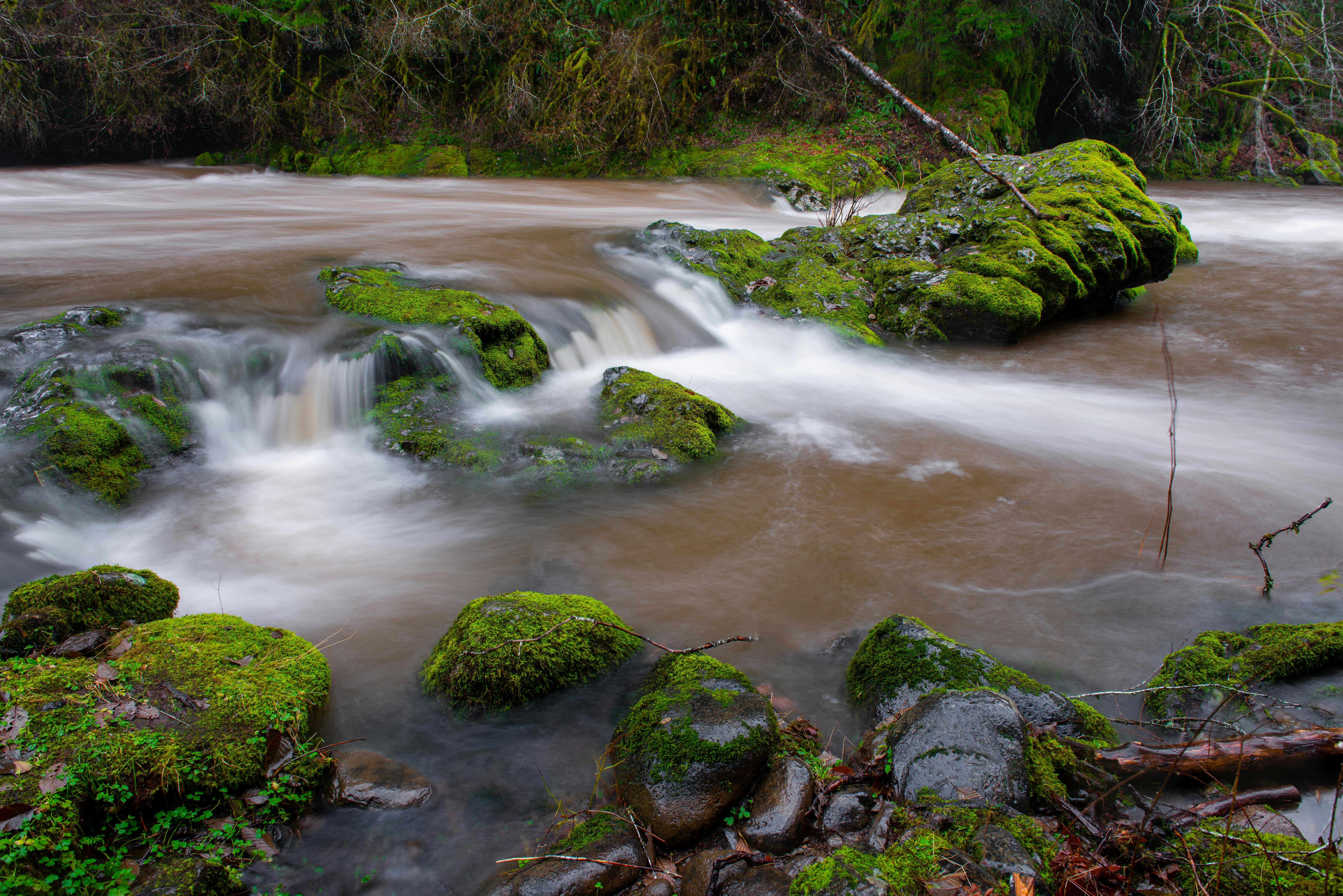 Free Serene moss-covered rocks and flowing stream in Tillamook, Oregon forest. Stock Photo