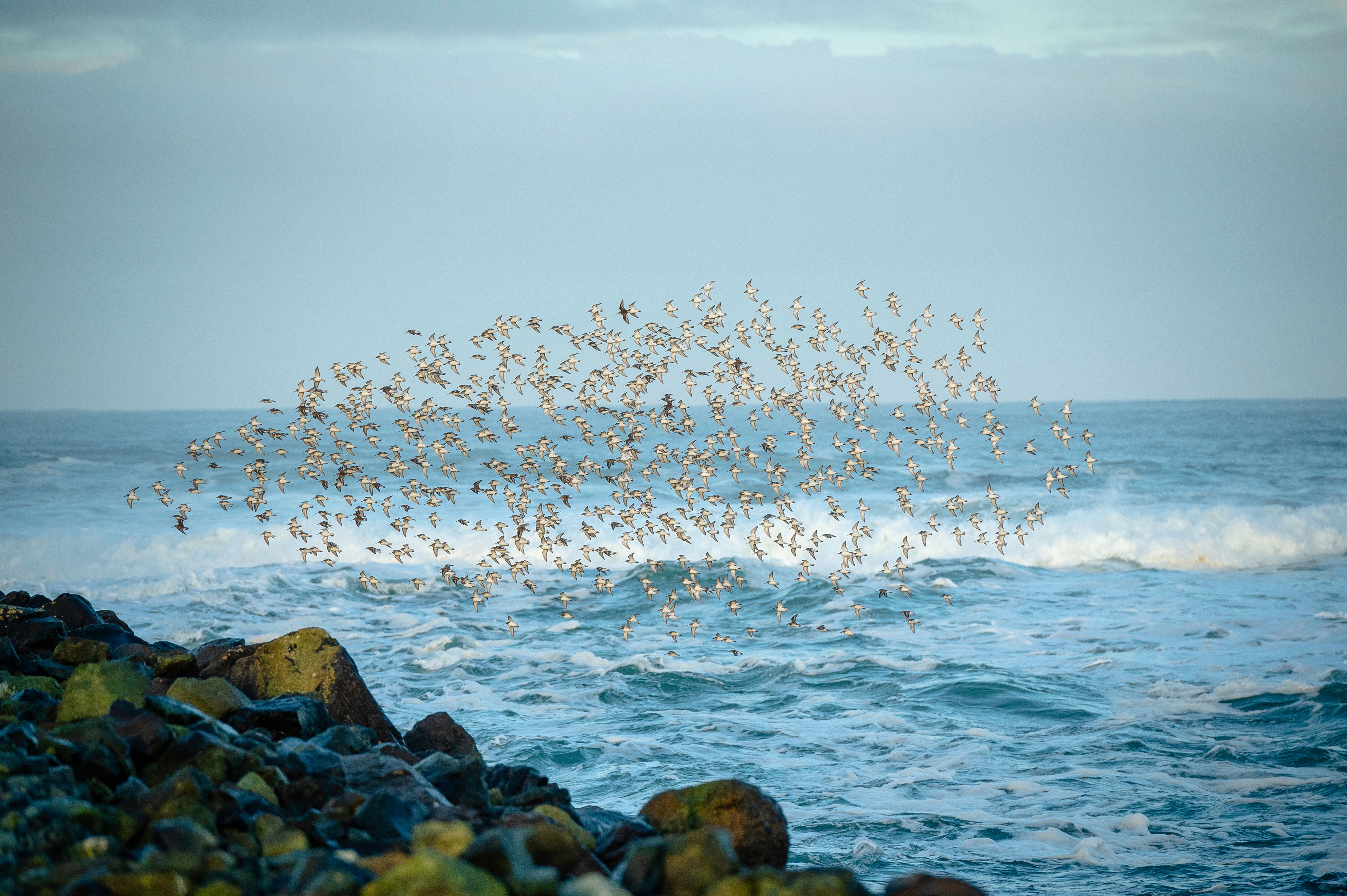 Flock of Seagulls Flying on Sea Shore · Free Stock Photo