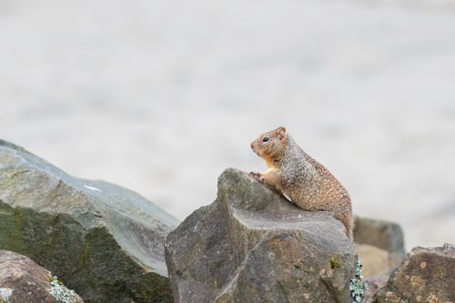 Free Chipmunk sitting on rocks in Rockaway Beach, Oregon, captured with selective focus. Stock Photo